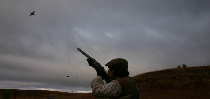 red-legged partridge hunt in Spain