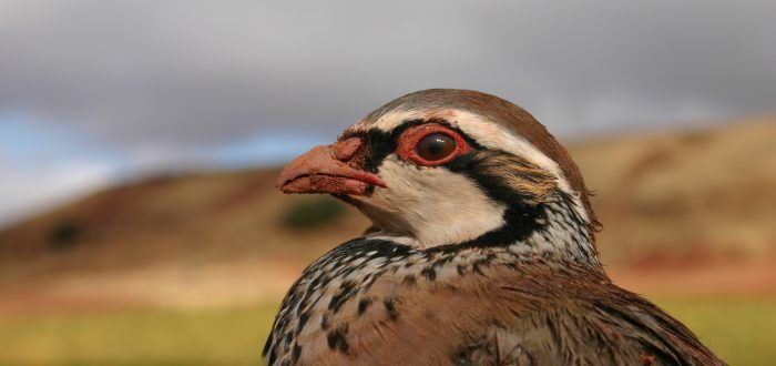 Red partridge habitat