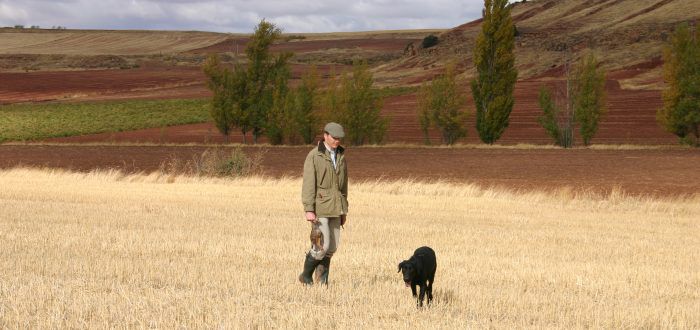 partridge shooting