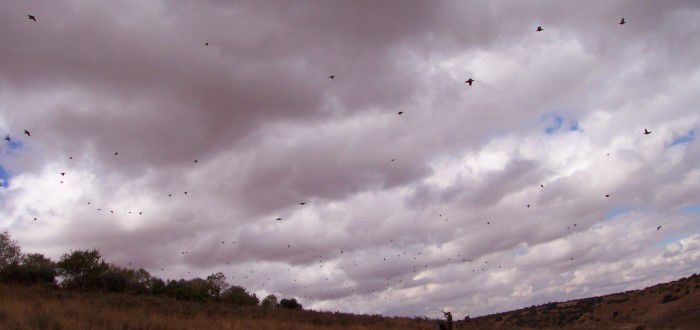 red-legged partridge hunt