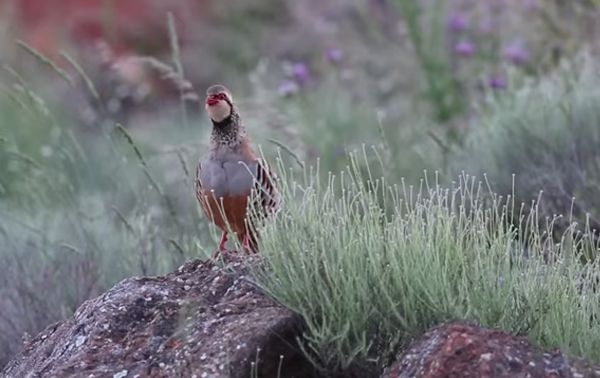 La caza de la perdiz roja en El Crespo