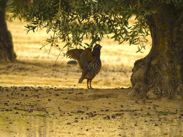 Partridge in the forest