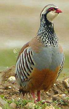 red partridge hunting